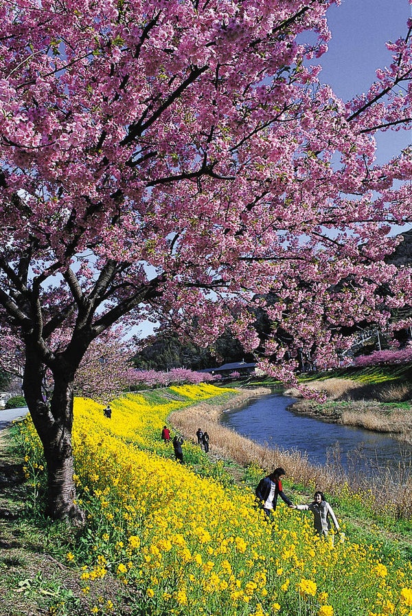 【茨城県内発】 ぽかぽか早春の花咲く伊豆半島と名湯・伊東温泉 「河津桜」「みなみの桜と菜の花まつり」「小室山つばき園」2日間2